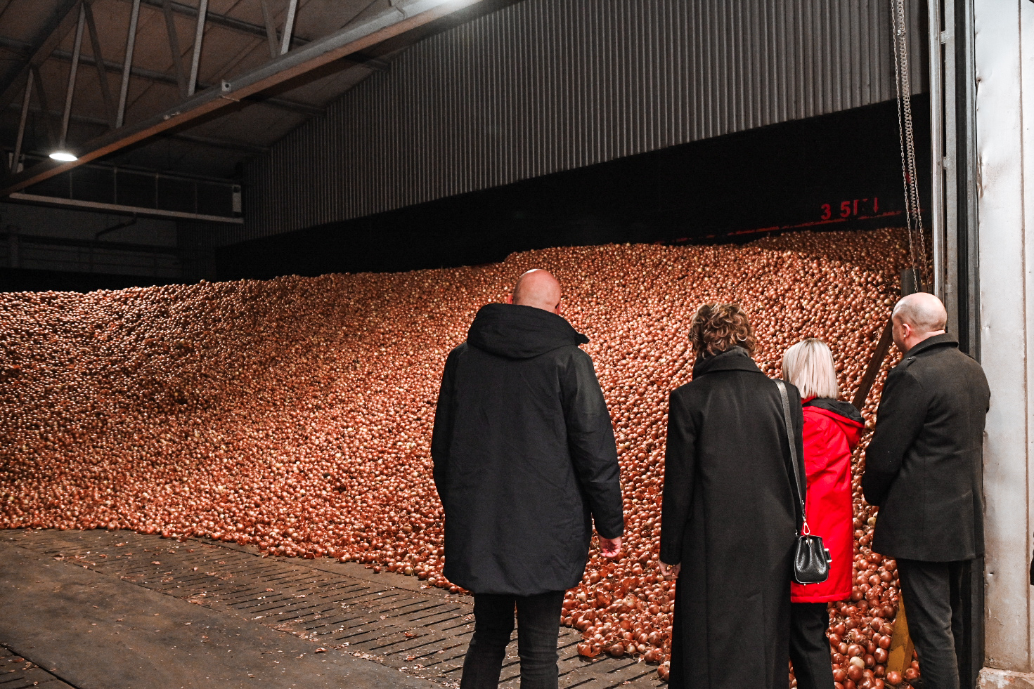 Podravka Agri je najveći proizvođač luka u Hrvatskoj